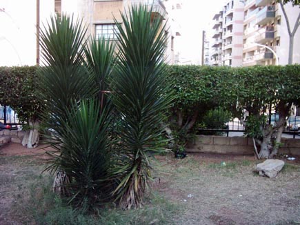 Talit el Khayat Garden ( Moufti Hassan Khaled Garden )