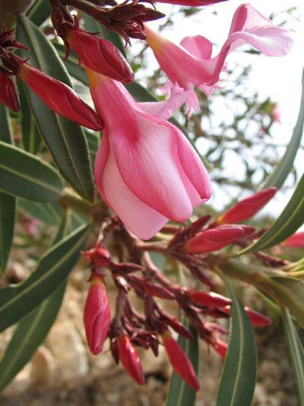 Gorgeous Flowers "Nerium Orlander"