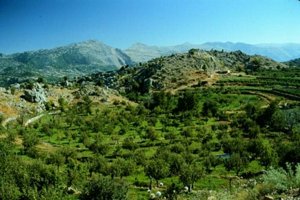 Circular Orchard near Qehmez in Kesrewan