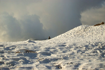 Faraya