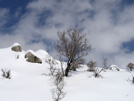 Faraya