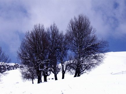 Faraya