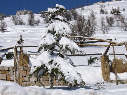 Faraya