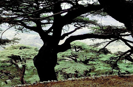 Moukhtara Cedars