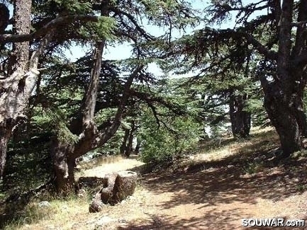 Chouf