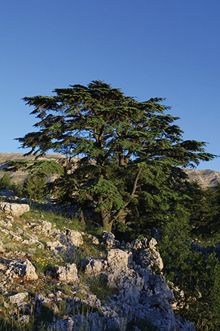 Barouk Cedars