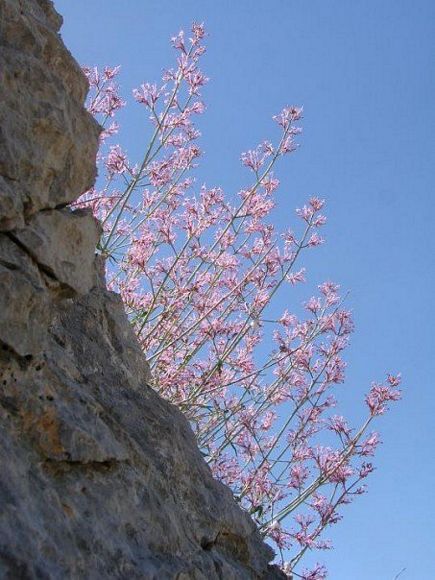 Faraya