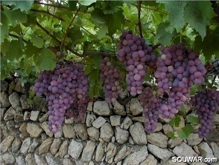 Grapes