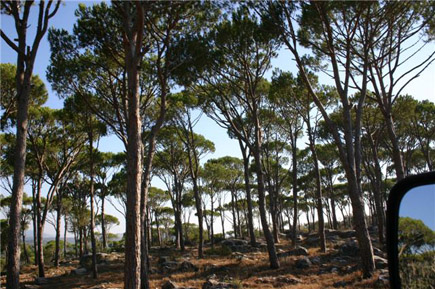 Forest in Faqra
