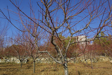 kfardebian