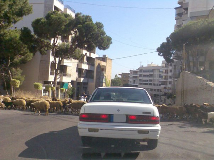 Only in Lebanon