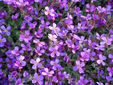 Little mauve wild flowers