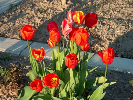 Red Tulips