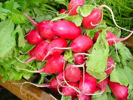 Radishes