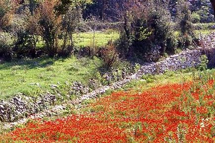 In the field