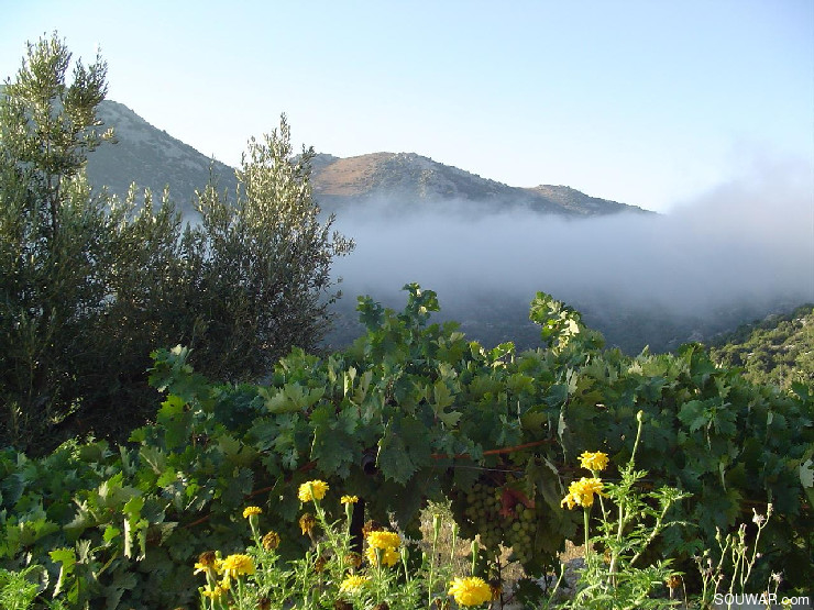 Morning mist over Mlikh