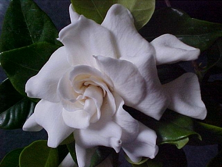 Gardenia