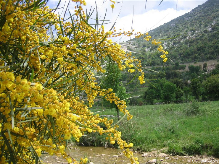 Milkh in Spring