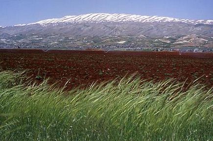 Bekaa