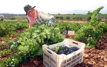 Harvesting the Grapes