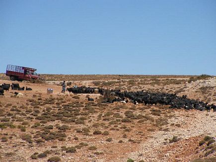 Bedouins