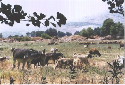 A house in Bekaa