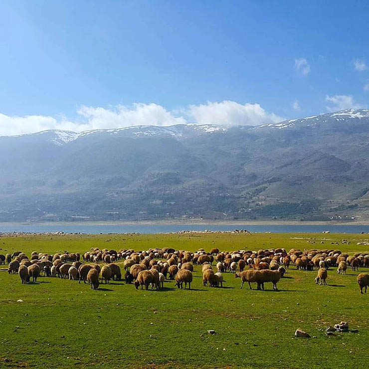 Bekaa Valley