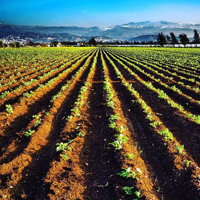 Bekaa Valley