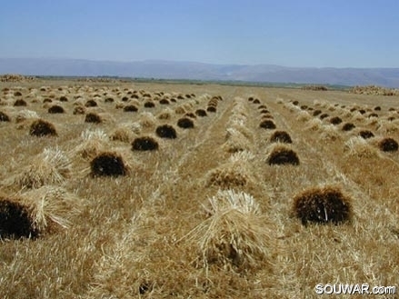 Bekaa Valley