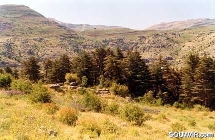 Tannourine