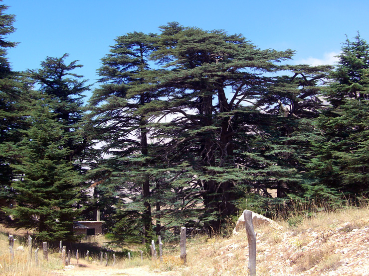 Lebanon Summer 2008