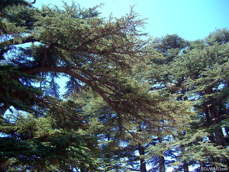Lebanon Summer 2008