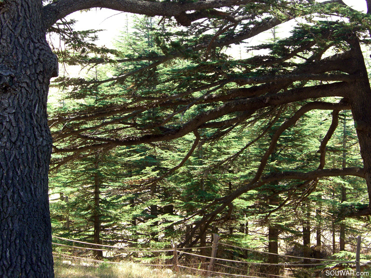 Lebanon Summer 2008