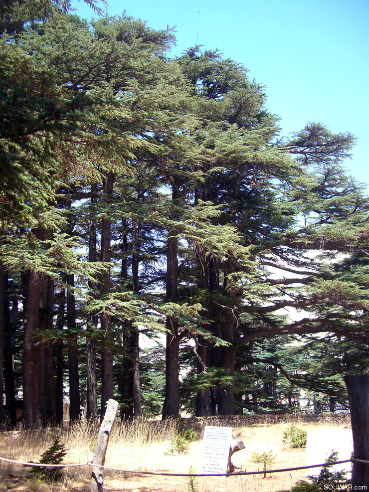 Lebanon Summer 2008