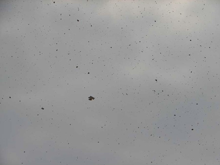 Israeli Leaflets Falling From The Sky