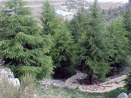 Lebanon Independence 2005