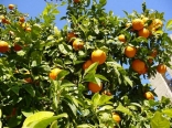 Orange Tree