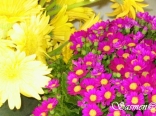 Flowers by sassine