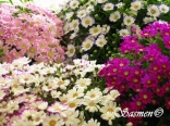 Flowers by sassine