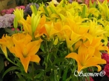 Flowers by sassine