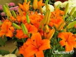 Flowers by sassine