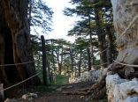 A Small Road between Cedars