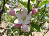 Spring Flowers