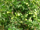 Apple Tree