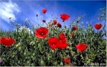 Coquelicots