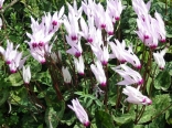 Cyclamen