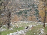 El Baidar