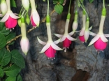 Fuschia-Hybr