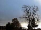 A Tree In the site Of Nabi Khaled at Sunset