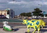Beirut Cows